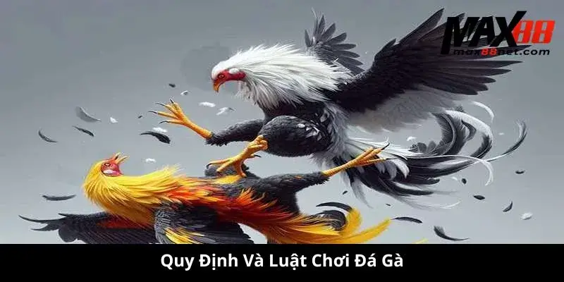 Đá Gà Tre MAX88 – Kinh Nghiệm, Luật Chơi, Cách Chọn Gà Chiến 2 Quy Định Và Luật Chơi Đá Gà